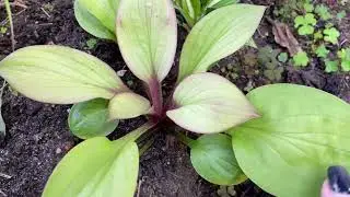 Let's talk about HOSTA🤗My garden in OCTOBER.🌞