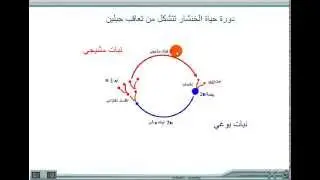 توالد النباتات اللازهرية : الخنشار
