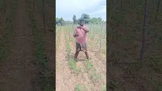 Vivasayam and harvesting #shorts