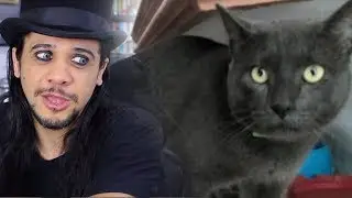 O GATO MAIS ENGANADOR QUE VOCÊ VAI CONHECER