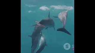 Ariel The Little mermaid goes to SeaWorld plays with the dolphins