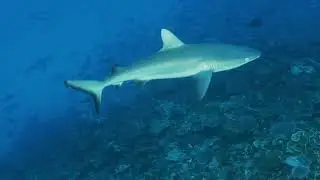 Four Buoy Dive