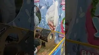 Лапы и уши-2 #дети