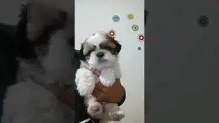 All types of puppies avelebel #share #subscribe #comments 🙏