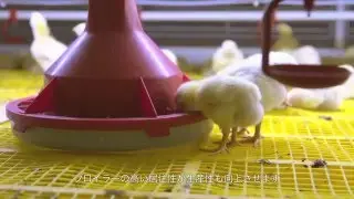 [JP] BroMaxx® broiler colony system