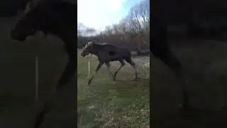 Охота на лося.