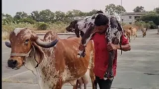 Aaj hamari gaay ghas charne gay thi vahi par hi bachhde ko janm de diya