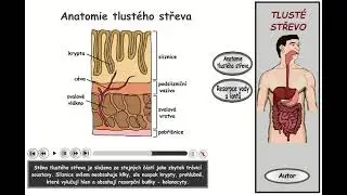 Trávení, část 24: Tlusté střevo - anatomie