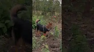 Моя кошка не боится никого!