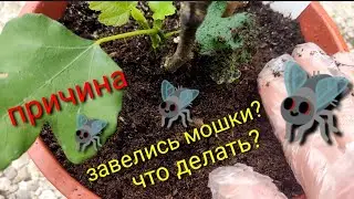 КАК ИЗБАВИТЬСЯ ОТ МОШЕК В КОМНАТНЫХ ЦВЕТАХ...?
