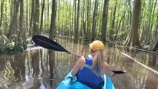 Trap Pond Reverie