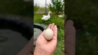 Our Farm's Big Surprise: First Duck Eggs! #shorts #duck #duckegg