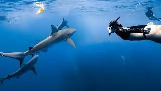 come shark diving with a girl who's afraid of sharks