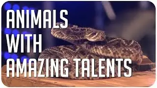 Animals with amazing talents on Got Talent from around the world! #HD