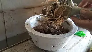 como subir a rosa do deserto