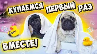 ВПЕРВЫЕ КУПАЕМ ДВУХ МОПСОВ ВМЕСТЕ😍 ВЛОГ 👉 Что они Натворили? Как Мыть СОБАК?