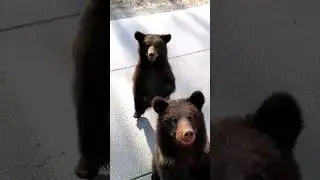 Причина остановки 🧐