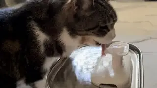 Peggy is a 🎶 rhythmic 🎵 drinker! ASMR Cat Drinking