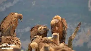 Buitres Leonados reunidos tras la comida