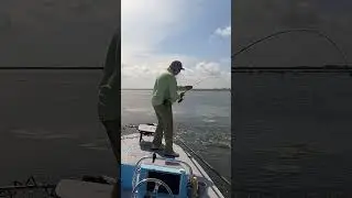 Hooking Up On Big Black Drum #flatsfishing #inshore #fishing #fyp