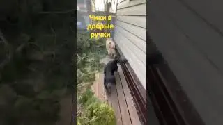 Собачка с кошку в добрые ручки.вацап 89094157504
