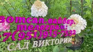Обзор саженцев метельчатых гортензий. #Каталог Осень-24. Часть2. #Акции !!! #Скидки !!!