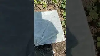 #туя
