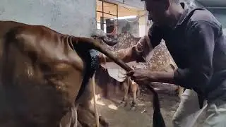 Dystocia in Gir Cow
