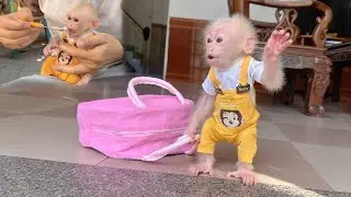 Lulu the monkey's new experience  , Dad takes her out for breakfast