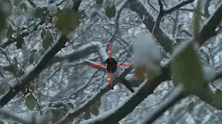 Air Rifle Hunting, Winter Magpies