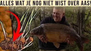 ALLES OVER BOILIES EN MEER KARPER VOER!
