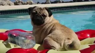Spring Break - Doug The Pug