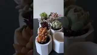 Succulent favours in concrete pots #succulent #succulentgifts #succulentaddict