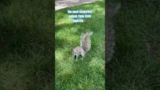 Penn State squirrels are built different 😂🐿️ #pennstate #squirrel #campuslife