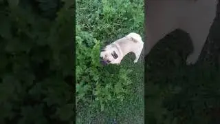 Помощники