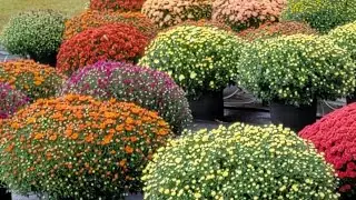 Watering Over a Hundred Mums and Mums Care