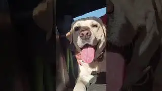 Моя любовь ❤