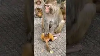 Monkey Baby Video