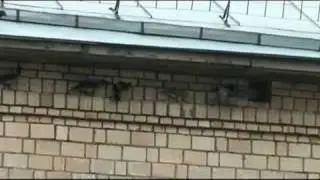 crows-falcon-battl