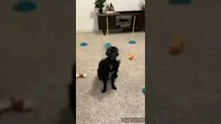 Creepy dog face