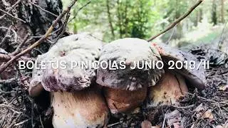 boletus pinicolas a ultimos de junio 2018 Parte II