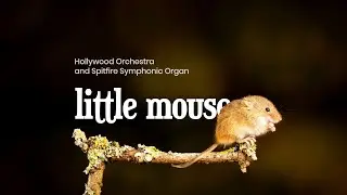 Composing with Hollywood Orchestra Opus Edition and Spitfire | Little Mouse - Original Composition