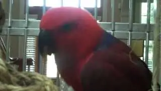 Luci Eats Papaya