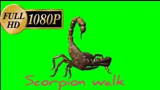Scorpion || बिच्छू || Scorpion walk || 