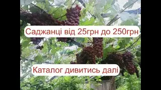Продаж саджанців 2025р від 25грн.