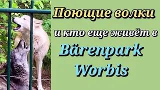 Поющие волки, и кто ещё живёт в Bärenpark Worbis. Украинцы в Германии.