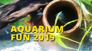 Fish having fun in an aquarium
