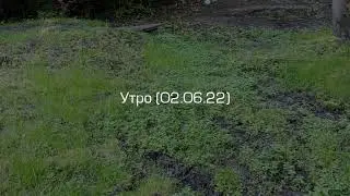 Ёж. Раменский парк (02.06.22)