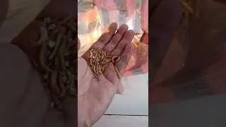 Umpan jitu buat ikan nila dan mujair