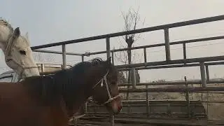 Horse meeting time😛😛🥳🥳😛